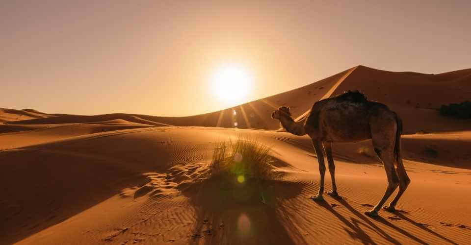 4-Day Desert Tour from Marrakech to Merzouga